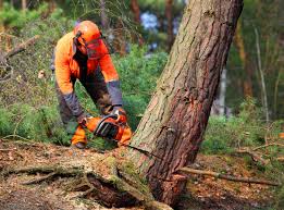 Best Seasonal Cleanup (Spring/Fall)  in Stonecrest, GA